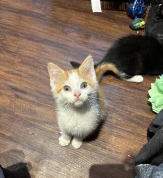 Carrots -  Domestic Short Hair Cat for Adoption in Cleveland, Ohio - Carrots | PetCurious