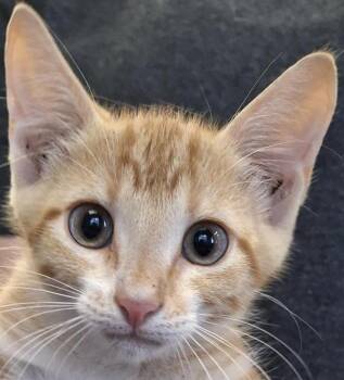 Phineas -  Domestic Short Hair Cat for Adoption in Brenham, Texas - Phineas | PetCurious