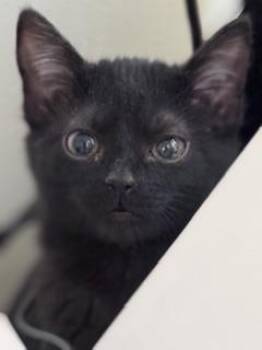 Domestic Short Hair Cats Available for Adoption - Olivia | PetCurious