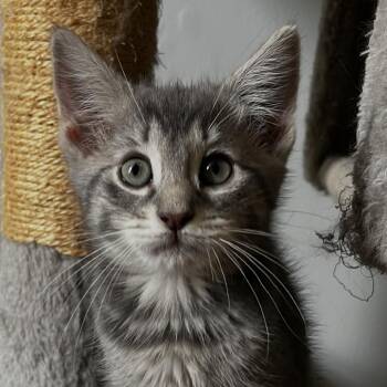 Spaghetti -  Domestic Short Hair Cat Available for Adoption in Medford Lakes, New Jersey - Spaghetti | PetCurious