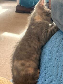 Wylie -  Domestic Short Hair Cat for Adoption in The Woodlands, Texas - Wylie | PetCurious