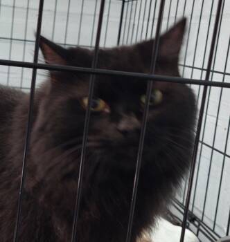 Ed -  Domestic Long Hair Cat for Adoption in Rehoboth, Massachusetts - Ed | PetCurious