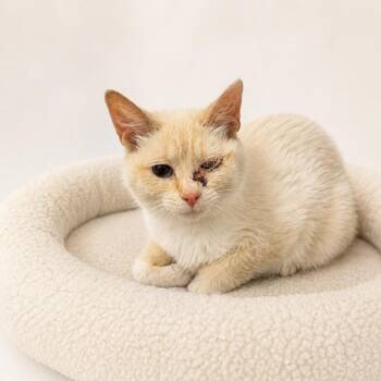 Snowball -  Siamese Cat for Adoption in Redwood Falls, Minnesota - Snowball | PetCurious