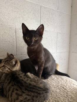 Jasper -  Domestic Short Hair Cat for Adoption in Ontario, California - Jasper | PetCurious