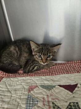Daisy -  Domestic Short Hair Cat for Adoption in Sullivan, Indiana - Daisy | PetCurious