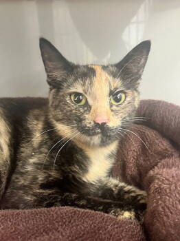 Rescue Domestic Short Hair Cats for Adoption in Webster, Wisconsin - Montana | PetCurious