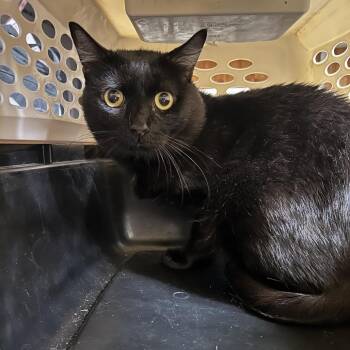 Domestic Short Hair Cats Available for Adoption in Hemet, California - Edmonton | PetCurious