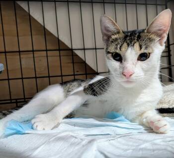 Lucia -  Domestic Short Hair Cat for Adoption - Lucia | PetCurious