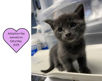 SUSPENDERS* -  Domestic Short Hair Cat for Adoption in Santa Cruz, California - SUSPENDERS* | PetCurious