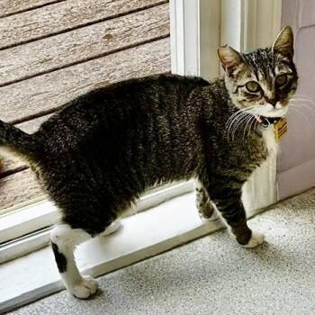 Junie - Sweet Natured -  Tabby Cat for Adoption in Hoquiam, Washington - Junie - Sweet Natured | PetCurious