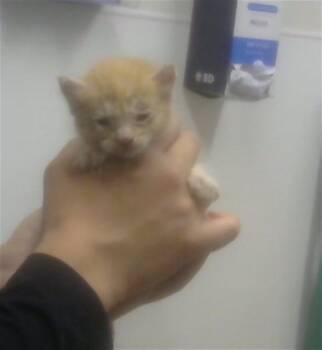 CRUSH -  Domestic Short Hair Cat for Adoption in Albuquerque, New Mexico - CRUSH | PetCurious