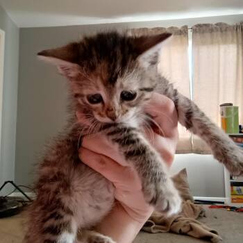 Maisie -  Tabby Cat for Adoption in Grove City, Ohio - Maisie | PetCurious
