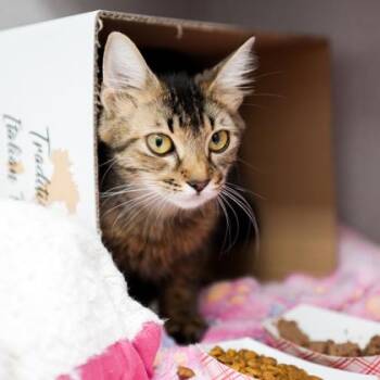 Nia -  Domestic Short Hair Cat for Adoption in Atlanta, Georgia - Nia | PetCurious