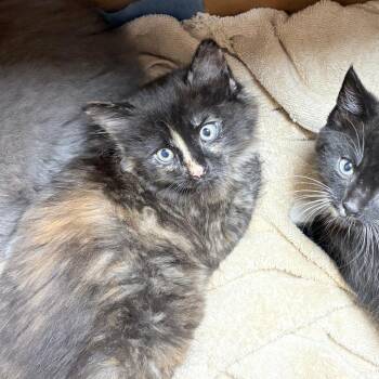 Domestic Short Hair Cats Available for Adoption in Philadelphia, Pennsylvania - Sneezy | PetCurious