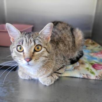 Pumpkin -  Domestic Short Hair Cat for Adoption in Grand Rapids, Minnesota - Pumpkin | PetCurious