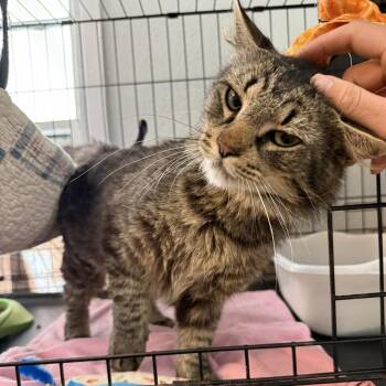 Fuzzy -  Domestic Long Hair Cat Available for Adoption in North Myrtle Beach, South Carolina - Fuzzy | PetCurious