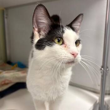 Domestic Short Hair Cats Available for Adoption in Binghamton, New York - Kudu | PetCurious