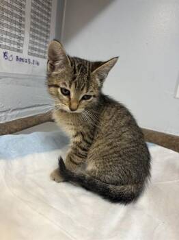 Domestic Short Hair Cats Available for Adoption - PATTY | PetCurious