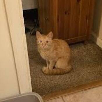 Domestic Short Hair Cats Available for Adoption in Harrisonburg, Virginia - Lady Sparkles | PetCurious