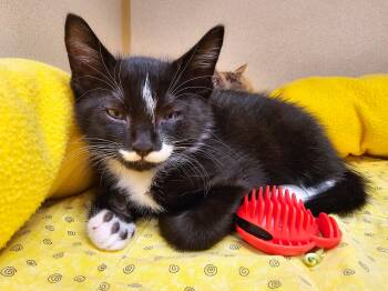 Liam -  Domestic Short Hair Cat Available for Adoption in Naples, Florida - Liam | PetCurious