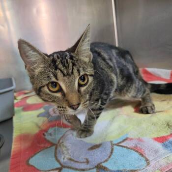 Ty-Lee -  Domestic Short Hair Cat for Adoption in Leander, Texas - Ty-Lee | PetCurious