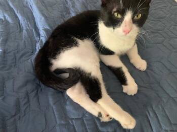 Zeke (Fat Boy) -  Domestic Short Hair Cat for Adoption in Camp Hill, Pennsylvania - Zeke (Fat Boy) | PetCurious