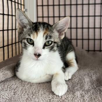 Aramis -  Domestic Short Hair Cat for Adoption in Chicago, Illinois - Aramis | PetCurious