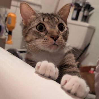 Domestic Short Hair Cats Available for Adoption in Baltimore, Maryland - Cinnamon Roll F. Yaki | PetCurious