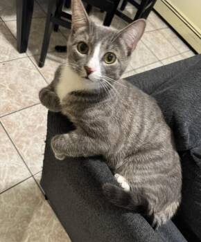 Ivan the Snuggle King -  Domestic Short Hair Cat for Adoption in Stamford, Connecticut - Ivan The Snuggle King | PetCurious