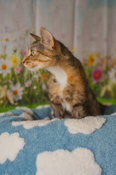 Cookie -  Domestic Short Hair Cat for Adoption in Newberg, Oregon - Cookie | PetCurious