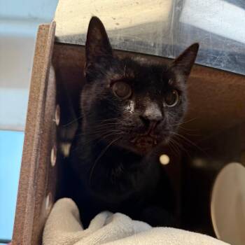 Henrietta -  Domestic Short Hair Cat for Adoption in Pasadena, California - Henrietta | PetCurious
