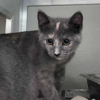 Mojave -  Domestic Short Hair Cat for Adoption in Chattanooga, Tennessee - Mojave | PetCurious