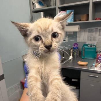 Smart Water -  Domestic Short Hair Cat for Adoption in Greensboro, North Carolina - Smart Water | PetCurious