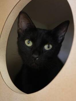 Mamacita -  Domestic Short Hair Cat for Adoption in Bowling Green, Kentucky - Mamacita | PetCurious