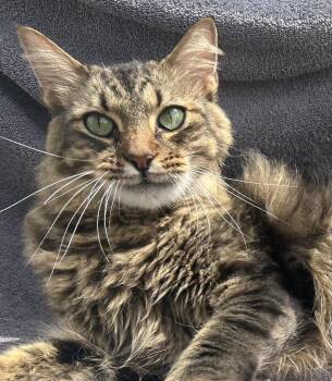 Elliot -  Maine Coon Cat for Adoption in Humble, Texas - Elliot | PetCurious