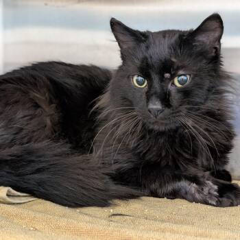 Tor -  Domestic Short Hair Cat for Adoption in Pittsburgh, Pennsylvania - Tor | PetCurious