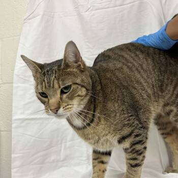 Domestic Short Hair Cats Available for Adoption - Tolkien | PetCurious