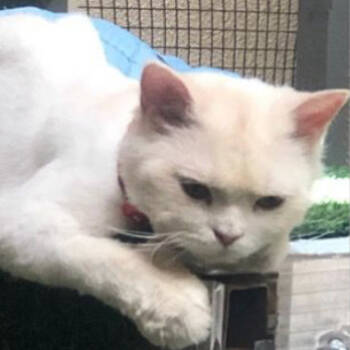 Rescue Domestic Short Hair Cats for Adoption in Merrifield, Virginia - Paola (Polly) Kuwait | PetCurious