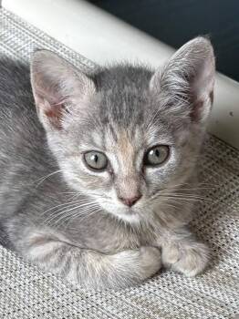 Kashyyyk -  Domestic Short Hair Cat for Adoption in Raleigh, North Carolina - Kashyyyk | PetCurious