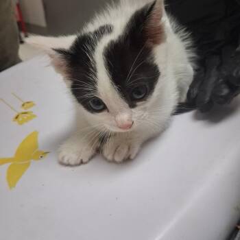 Prosciutto -  Domestic Short Hair Cat for Adoption in Lufkin, Texas - Prosciutto | PetCurious