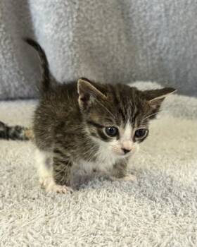 Rescue Domestic Short Hair Cats for Adoption in West Memphis, Arkansas - Fury | PetCurious