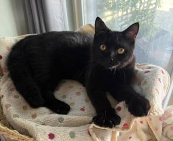 Jag Contact Sylva -  Domestic Short Hair and Persian Cat for Adoption in Los Angeles, California - Jag Contact Sylva | PetCurious
