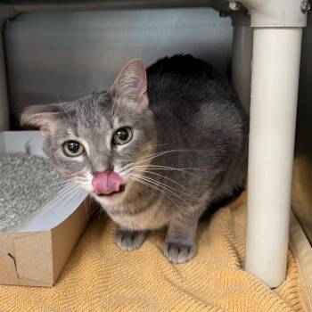 Domestic Short Hair Cats Available for Adoption in St. Augustine, Florida - Daenerys | PetCurious