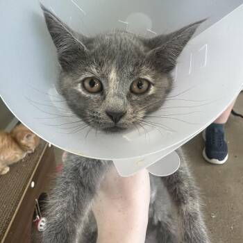 Mya -  Domestic Short Hair Cat for Adoption in Leander, Texas - Mya | PetCurious