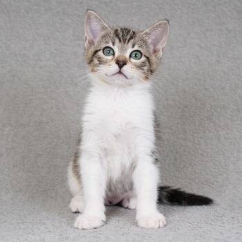 Domestic Short Hair Cats Available for Adoption - Ghirardelli | PetCurious