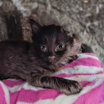 Domestic Medium Hair Cats Available for Adoption in Aberdeen, Washington - Blackberry | PetCurious