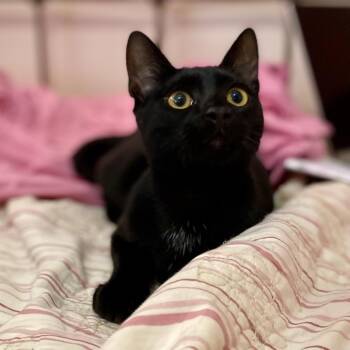 Gerald -  Domestic Short Hair Cat for Adoption in Lakewood, California - Gerald | PetCurious