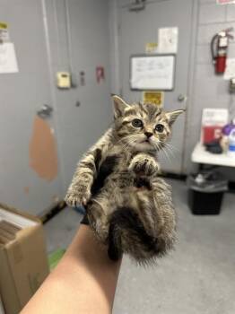 ELIZA -  Domestic Short Hair Cat for Adoption in Casper, Wyoming - ELIZA | PetCurious