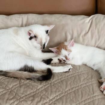 Madhu -  Domestic Short Hair and Siamese Cat for Adoption in Huntsville, Alabama - Madhu | PetCurious