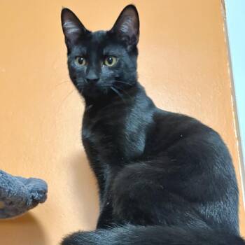 Trey -  Domestic Short Hair Cat for Adoption in Springfield, Oregon - Trey | PetCurious